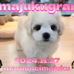 【 イマジュクグラム 】目ヂカラ最強な温厚ビションフリーゼが今宿店に登場!