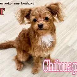【 MIX犬 】個性が光る！チワプーちゃん小さめに成長した7ヶ月半の今をご紹介