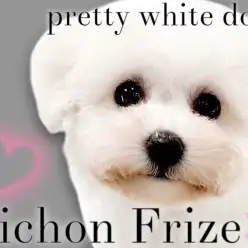 【 ビションフリーゼ 】豊富な毛量に可愛らしいルックス！最高の癒し犬の登場！