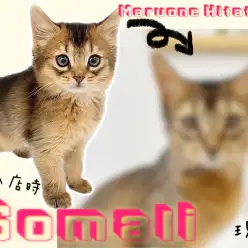 【 ソマリ 】2nd成長ブログ！抱っこができる魅力たっぷりな美猫