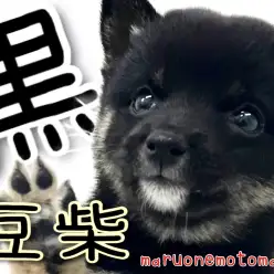 【 豆柴 】横浜元町にちっちゃい黒豆ちゃんがやってきた！