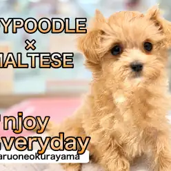 【 マルプー 】お店に来て5日目！新しい環境にすっかり慣れちゃいました！