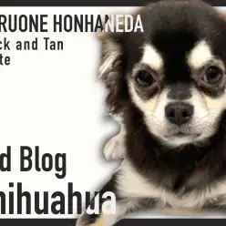 【 チワワ 】お友達と一緒に社交性トレーニング中！凛々しく成長中のチワワちゃん！