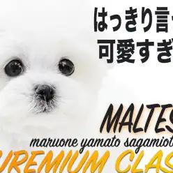 【 マルチーズ 】プロが絶賛する可愛らしさはプレミアム！小柄なサイズも要チェック