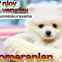 【 ポメラニアン 】はじめまして！クリームカラーのあざらしボーイがやってきた！