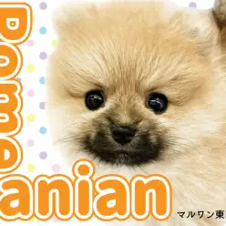 【 ポメラニアン 】たぬき系もこぐま系も可愛い!ダブル王道な最強ポメの女の子