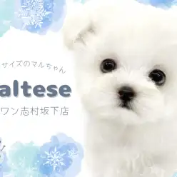 【 マルチーズ 】純白の天使降臨！小さめサイズの癒し系マルチーズ入店！
