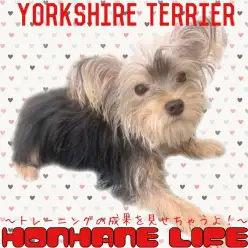 【 ヨーキー成長ログ 】トレーニングの成果をご覧あれ！ヨーちゃんの成長記録！