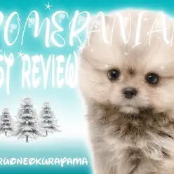 【 ポメラニアン 】爆毛・マズル短め・まんまるボディのエネルギッシュボーイ！