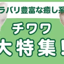 【 チワワ特集 】11/14現在在店中の世界最小犬！最新動画は必見！