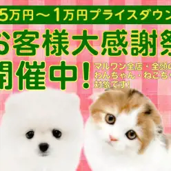 【 お客様大感謝祭開催 】マルワンサンタからクリスマスプレゼント企画をお届け!