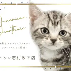 【 アメリカンショートヘア 】超々甘えん坊プリンス！アメショの男の子入店！