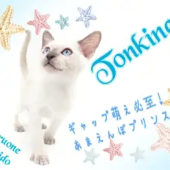 【 トンキニーズ 】最上級なギャップ萌えは必見！麗しの甘えんぼプリンス登場！