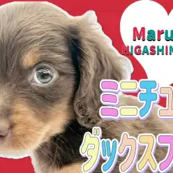 【 ミニチュアダックス 】ミルクチョコレートな男の子はいつもスマイル！