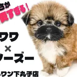 【 MIX 】チワワとシーズーを両親に持つ最強の癒し犬!丸みが可愛いチワズー現る