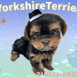 【 ヨークシャーテリア 】マズル短めドワーフ体型が可愛いヨーキーの男の子が登場！