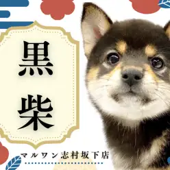 【 黒柴 】神秘的な黒い被毛に包まれたおっとり甘えん坊な女の子！