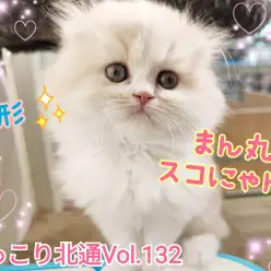 【 ほっこり北通Vol.132 】まん丸スコにゃんがやってきた！