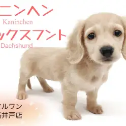 【 カニンヘン・ダックス 】大きく優しい垂れ目を持ったダックスの女の子が参上！