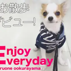 【 チワワ 】ドキドキのお散歩デビュー記念！日々楽しくトレーニング！