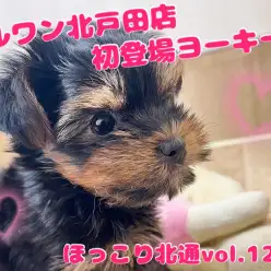 【 ほっこり北通Vol.127 】 ついに降臨！ヨークシャテリアちゃんが初登場