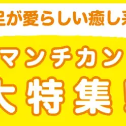 【 マンチカン特集 】11/14現在在店中の短足ニャンコ！最新動画付き！