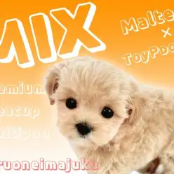 【 MIX マルプー 】アプリコットカラーが輝くプレミアムな最強MIXの女の子！