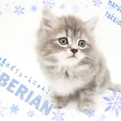 【 サイベリアン 】初心者さんにも多頭飼いにもオススメ！魅惑のボリュームCat！