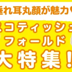 【 スコティッシュフォールド特集 】11/21現在在店中の垂れ耳癒し系ニャンコ！