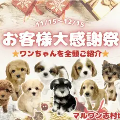【 お知らせ 】お客様大感謝祭中！志村坂下店のワンちゃん全頭ご紹介！