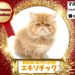 【 エキゾチック 】待望の店長激推し！ペチャカワの最高峰の猫