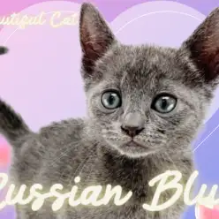 【 ロシアンブルー 】クールな風貌と愛くるしさを兼ね揃える超甘えん坊キャット!