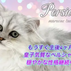 【 ペルシャ 】もうすぐ生後4ヶ月!穏やかな性格で成長してます!