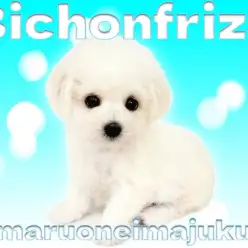 【 ビションフリーゼ 】将来はアフロ犬！純白の甘えん坊天使が今宿店に降臨！