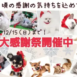 【 お知らせ 】2024年のクリスマス＆年越しは可愛い子犬仔猫と過ごそう！