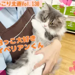 【 ほっこり北通Vol.130 】抱っこが大好きなサイベリアンくん