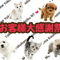 【 お客様大感謝祭開催中 】可愛いワンニャンのお迎えはマルワン横浜港北NT店で！