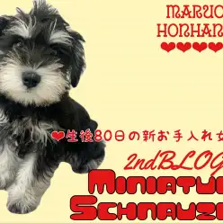 【 ミニチュアシュナウザー 】「新お手入れ女王」誕生！生後80日の成長レポート！