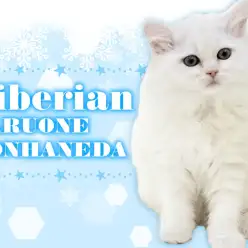 【 サイベリアン 】少しずつ好奇心が芽生えてきたクリームホワイトの男の子！