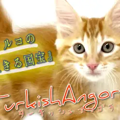 【 ターキッシュアンゴラ 】希少種！トルコの生きる秘宝が横浜元町店に上陸！