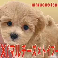 【 MIX 】MIX界では認知度抜群のマルプーちゃんの魅力に迫ります！！