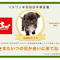 【卒業記念】チワプーの Luluちゃん卒業おめでとう！今までの感謝を込めて