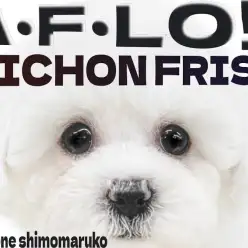 【 ビションフリーゼ 】可愛さの集大成！大きな瞳に丸いフォルムが愛らしい女の子