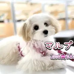 【 MIX 】生後5ヶ月半を迎えたマルプーさん！愛らしい容姿でトレーニング奮闘中