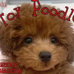 【 トイプードル 】お顔まわりをカットし更にアイドルフェイスになっちゃった!