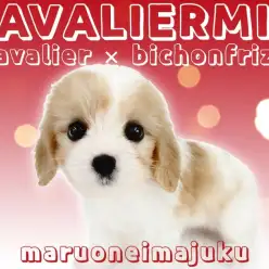 【 キャバリアMIX 】問い合わせ殺到中!目ヂカラ最強のキャバションが聖地に登場