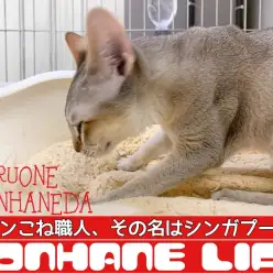 【 シンガプーラ成長ログ 】パンこね職人シンガプーラくんのあまあまホンハネライフ