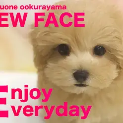 【 マルプー 】ようこそ大倉山店へ！滑らかタッチのMIXちゃんが緊急仲間入り！