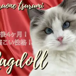 【 ラグドール 】生後4ヶ月!人懐こい美男子に成長中！