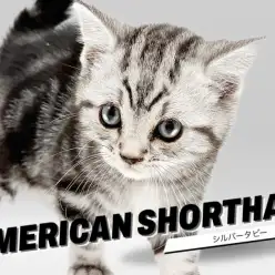 【 アメリカンショートヘア 】美しすぎるタビー模様!甘え上手な美男子!